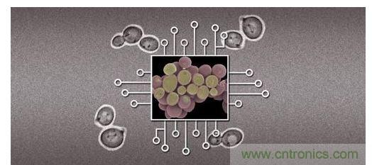 酵母菌(中)就像電子組件般的互連在一起，只不過這些細胞并非透過電線交流，而是經(jīng)由僅能以適當接受器注入細胞的化學藥物進行互動。