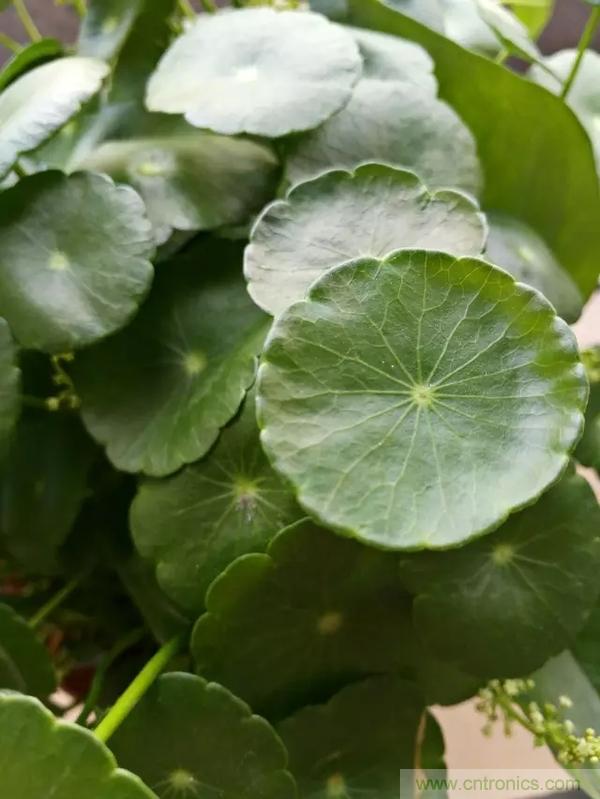 手機單鏡頭和雙鏡頭設(shè)計有什么區(qū)別？