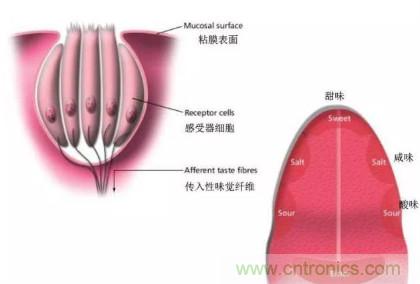 仿生傳感器的定義、原理、分類(lèi)及應(yīng)用