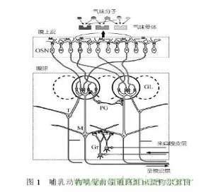 仿生傳感器的定義、原理、分類(lèi)及應(yīng)用