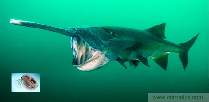 檢測不到信號，是加點(diǎn)噪聲？還是濾除噪聲？