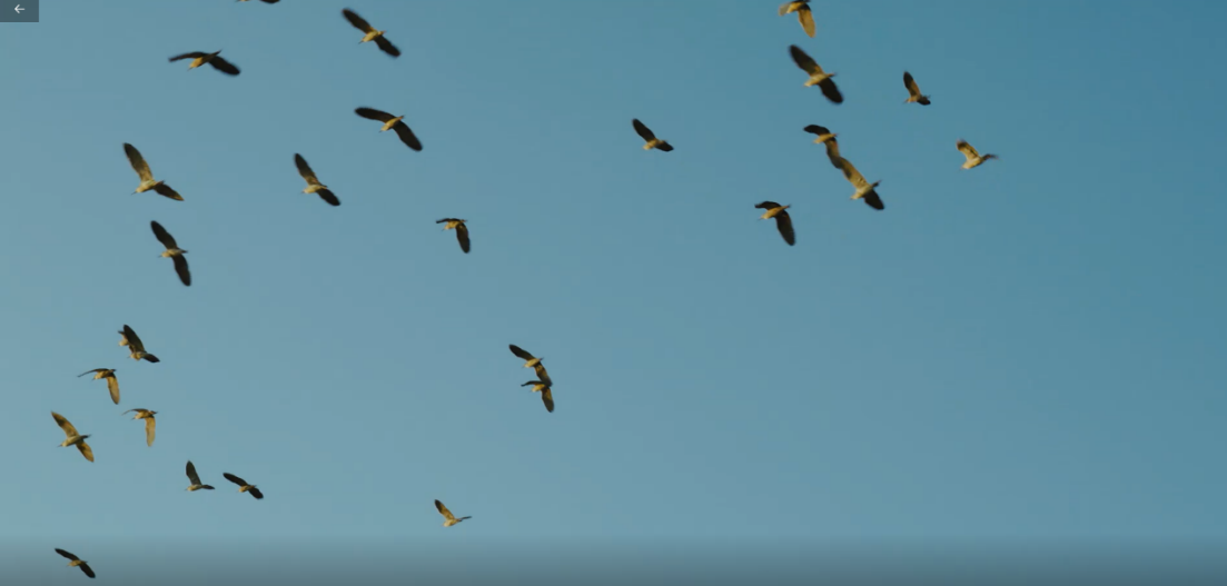 世界濕地日：?？低晹y手一個地球自然基金會，在上海守護這個重要“驛站”