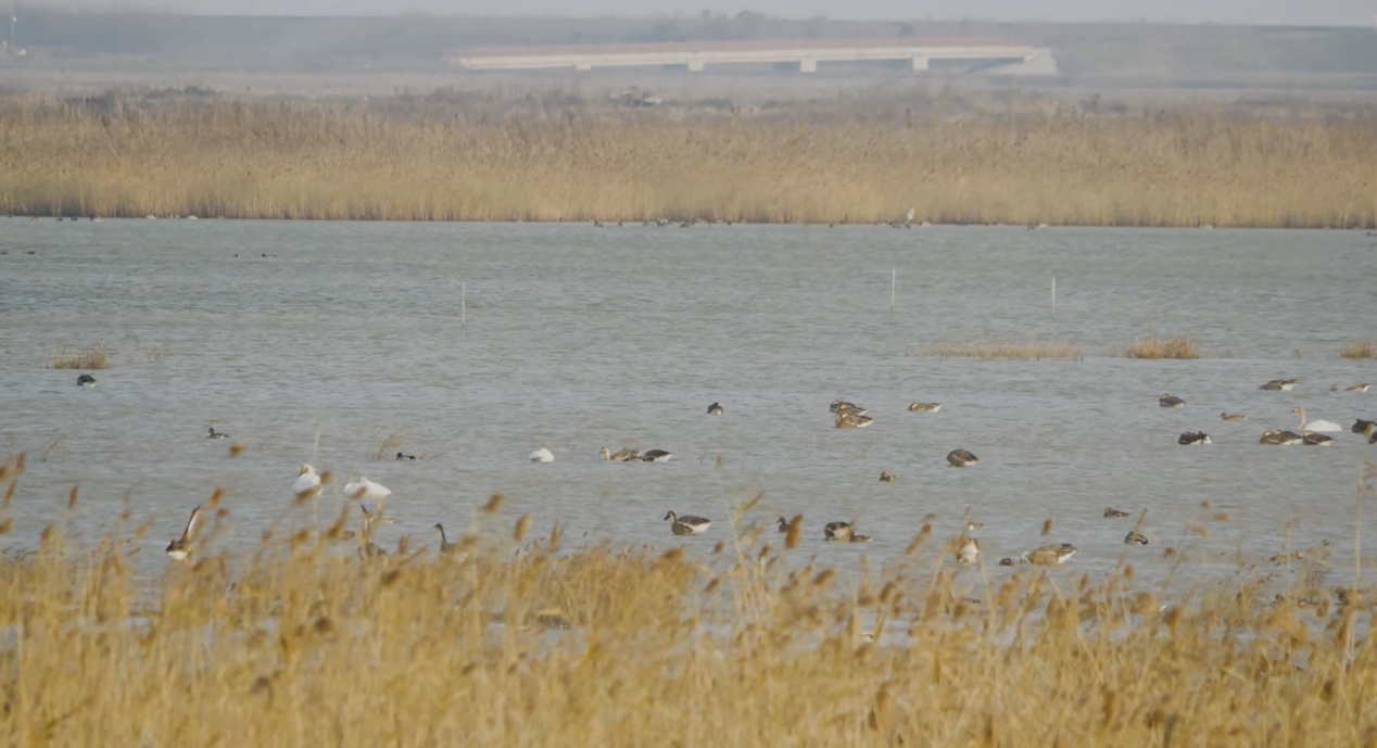 世界濕地日：?？低晹y手一個地球自然基金會，在上海守護這個重要“驛站”