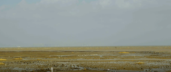 世界濕地日：海康威視攜手一個地球自然基金會，在上海守護這個重要“驛站”